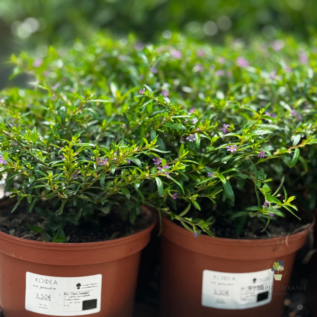 Κουφέα (Cuphea hyssopifolia) | Αειθαλής Ανθοφόρος Θάμνος για Κήπο & Γλάστρα - 2 lt